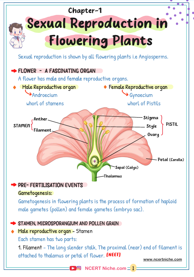 neet biology short notes for neet 2026 | printed colourful book | handwritten notes class 12 neet biology short notes for neet 2026 | printed colourful book | handwritten notes class 12